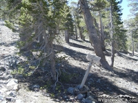 North Backbone/Dawson Peak Trail split. - Wrightwood CA Mountains