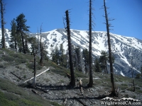 Mt Baldy behind dead trees on the Dawson Peak Trail - Wrightwood CA Mountains