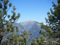 Mt Baden Powell between Pine Trees - Wrightwood CA Mountains