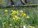 Flowers at Jackson Lake in Spring. - Wrightwood CA Photos