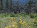 Spring time in Lone Pine Canyon. - Wrightwood CA Photos