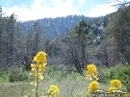 Flowers near top of Lone Pine Canyon. - Wrightwood CA Photos