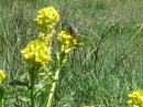 A bee enjoying flowers near Jackson Lake. - Wrightwood CA Photos