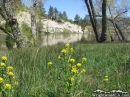 More flowers around Jackson Lake in the Spring. - Wrightwood CA Photos