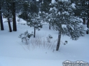 Small trees in the snow in Wrightwood - Wrightwood CA Photos