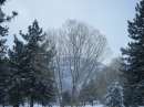 Tree in front of Circle Mountain after snow storm. - Wrightwood CA Photos