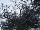 Looking up at a Pine Tree during snow storm. - Wrightwood CA Photos