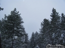 Pine Trees in the snow. - Wrightwood CA Photos