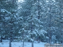 More Pine Trees in the snow. - Wrightwood CA Photos