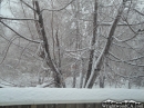 Snow-covered tree. - Wrightwood CA Photos