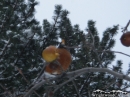 Bird in the tree after snow storm. - Wrightwood CA Photos