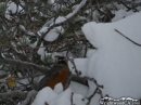 Bird on snow-covered branches. - Wrightwood CA Photos