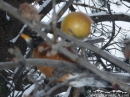 Bird in an apple tree after Winter storm. - Wrightwood CA Photos