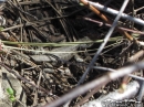 Lizard blending in with some sticks on the ground. - Wrightwood CA Photos