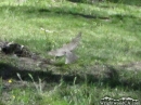 A bird flying over some grass near Jackson Lake. - Wrightwood CA Photos