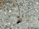 Lizard on the Bighorn Mine Trail - Wrightwood CA Photos