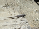 Lizard crawling over wood at the Bighorn Mine - Wrightwood CA Photos