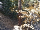 Wrightwood in the fall - Wrightwood CA Photos