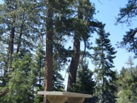 Picnic Table in front of trees in the Arch Picnic Area - Wrightwood CA Mountains