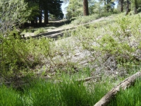 Creek that runs through Arch Picnic Area - Wrightwood CA Mountains