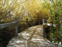 Mescal Picnic Area - Wrightwood CA